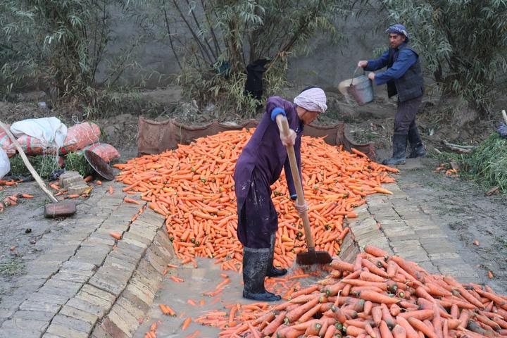 Afghanistan-Carrots 4.jpeg