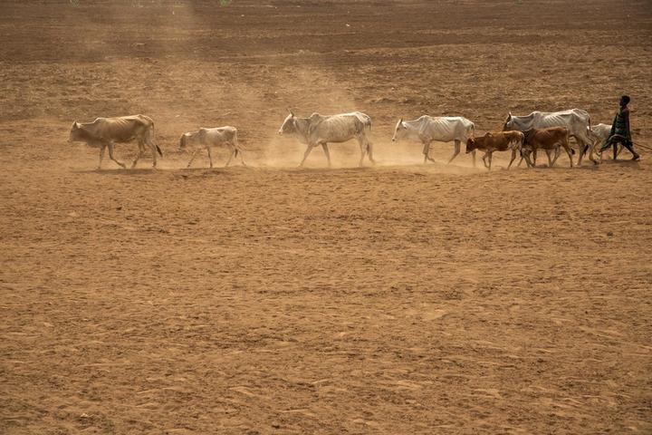 Ethiopia-WHO-Extreme Weather-Food Insecurity 1.jpeg
